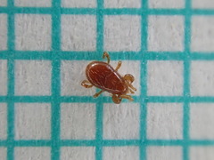 Pergamasus