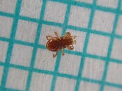 Pergamasus