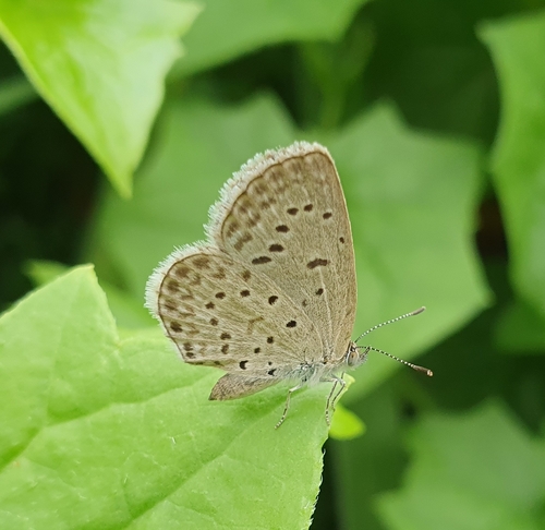 African Grass Blue
