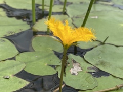Nymphoides crenata