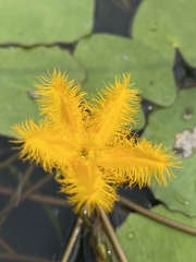 Nymphoides crenata