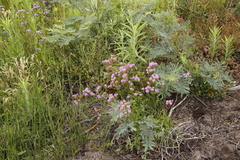 Pseudoselago verbenacea