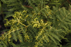 Eriophyes quadrifidus