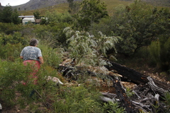 Salix mucronata mucronata