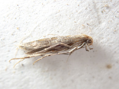 Epermeniidae