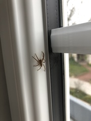 Zoropsis spinimana