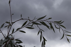 Salix mucronata mucronata