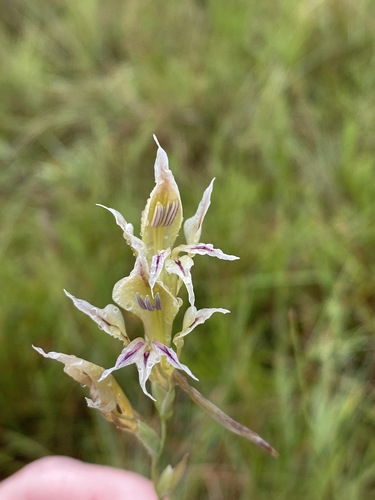 Gladiolus permeabilis subsp. edulis image