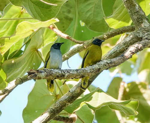 Black-headed Bulbul (Microtarsus melanocephalos), photo 9