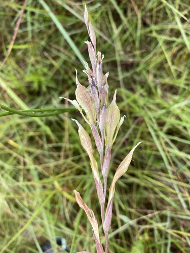 Gladiolus permeabilis image