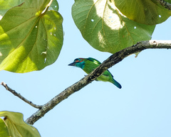 Psilopogon duvaucelii