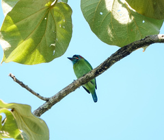 Psilopogon duvaucelii