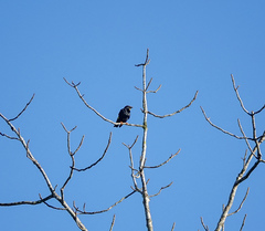 Ampeliceps coronatus