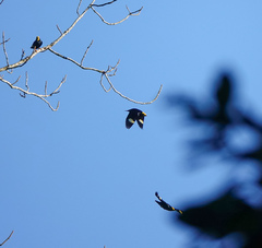 Ampeliceps coronatus