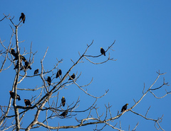 Ampeliceps coronatus