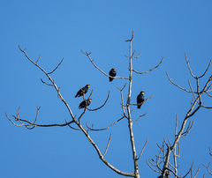 Ampeliceps coronatus