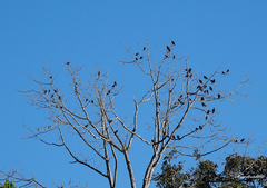 Ampeliceps coronatus