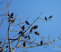 Ampeliceps coronatus