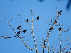 Ampeliceps coronatus