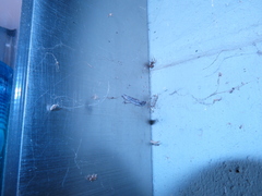 Catabena lineolata