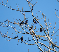 Ampeliceps coronatus