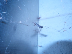Catabena lineolata