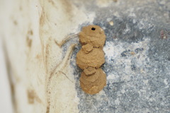 Phimenes flavopictus