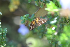 Chrysolarentia polycarpa