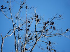 Ampeliceps coronatus