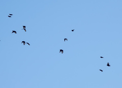 Ampeliceps coronatus