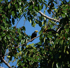 Ampeliceps coronatus