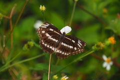 Limenitis sulpitia