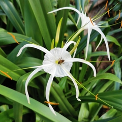 Hymenocallis littoralis