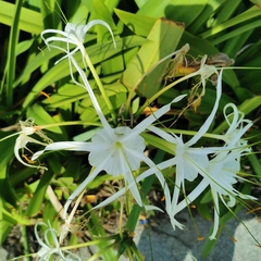 Hymenocallis littoralis