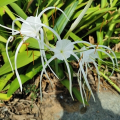 Hymenocallis littoralis