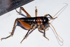 Hemiandrus fiordensis