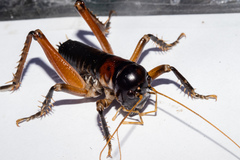 Hemiandrus fiordensis