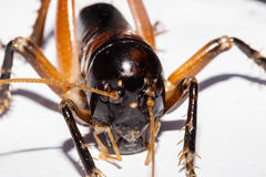Hemiandrus fiordensis