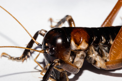 Hemiandrus fiordensis