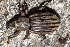 Lyperobius montanus