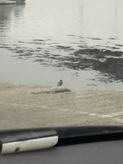 Alcedo atthis