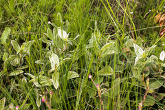 Eriosemopsis subanisophylla