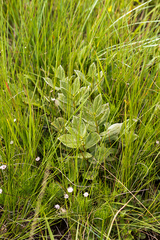 Eriosemopsis subanisophylla
