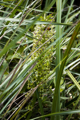 Eucomis comosa