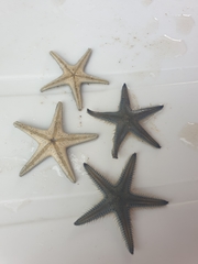 Astropecten polyacanthus