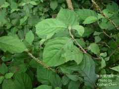 Achyranthes splendens rotundata