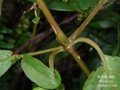 Achyranthes splendens rotundata