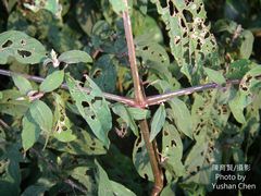 Achyranthes splendens rotundata