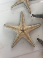 Astropecten polyacanthus