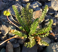 Ivesia lycopodioides